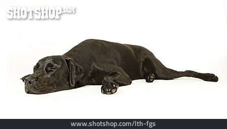 
                Schlafen, Hund, Labrador                   