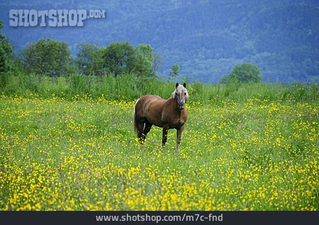 
                Blumenwiese, Pferd, Haflinger                   