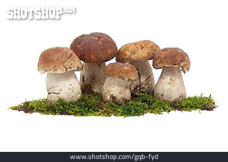 
                Pilz, Schwammerl, Steinpilz                   