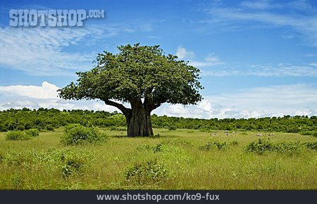 
                Baobab, Tansania                   