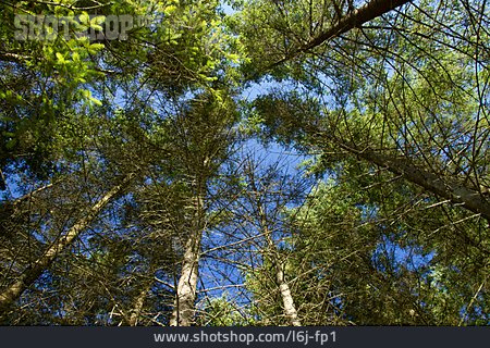 
                Froschperspektive, Baum, Nadelwald                   