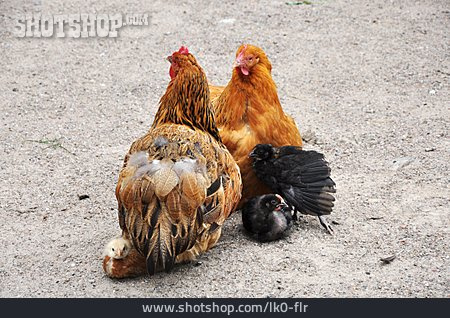 
                Huhn, Hühnerküken, Glucke                   