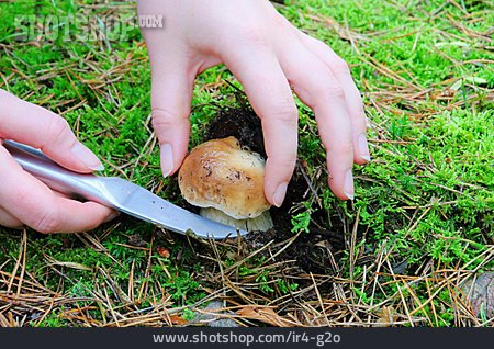 
                Steinpilz, Abschneiden, Pilzsuche                   