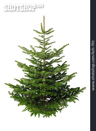 
                Tannenbaum, Weihnachtsbaum, Fichte                   