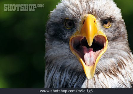 
                Adler, Weißkopfseeadler, Schreien                   