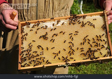 
                Bienenzucht, Imker, Wabe                   