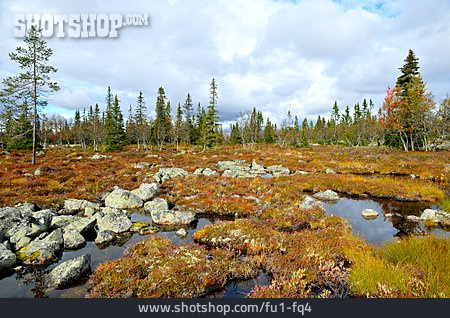 
                Hochmoor, Tundra                   