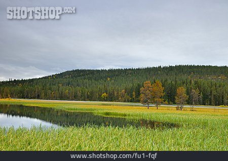 
                Wald, Schweden                   