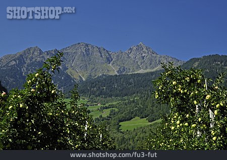 
                Alpen, Obstanbau                   