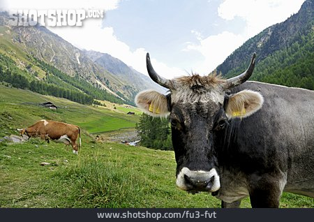 
                Kuh, Berglandschaft                   