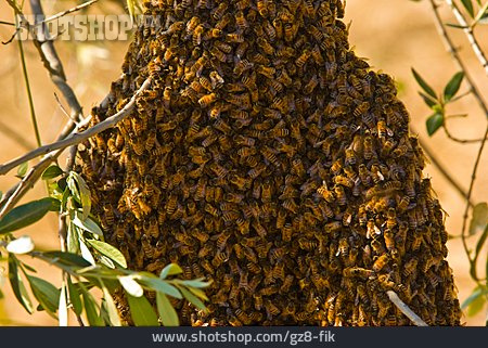 
                Honigbiene, Bienenvolk, Wildbiene                   