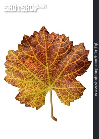 
                Weinblatt, Herbstfärbung                   