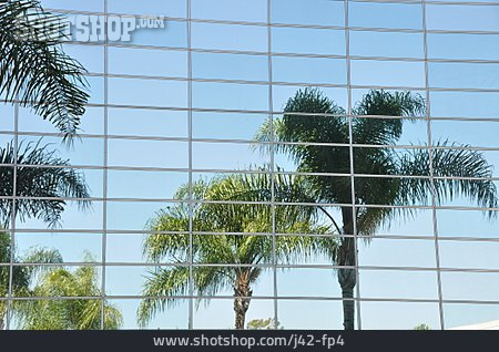 
                Palmen, Spiegelung, Glasfassade                   