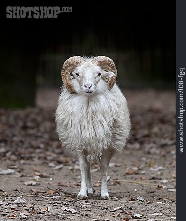 
                Schaf, Heidschnucke                   