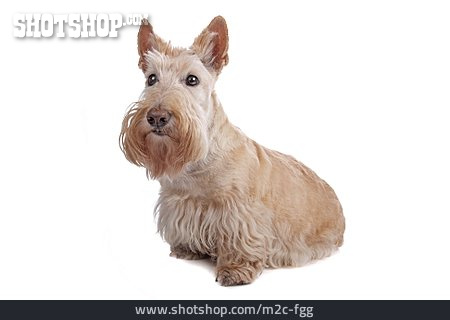 
                Hund, Scottish Terrier, Aberdeen Terrier                   