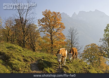 
                Kuh, Herbstlich, Berchtesgadener Land                   