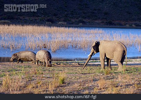
                Nilpferd, Elefant, Südafrika                   