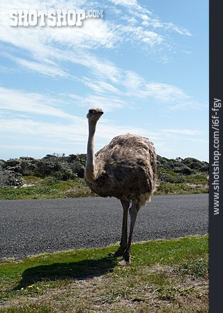 
                Strauß, Emu, Südafrika                   