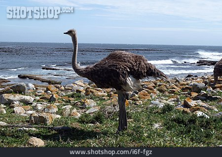 
                Strauß, Emu, Südafrika                   