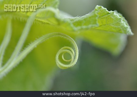 
                Farben & Formen, Schlingpflanze, Spiralförmig                   