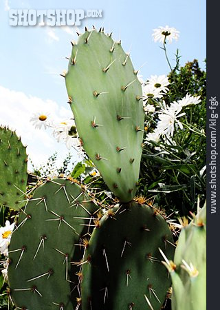 
                Kaktus, Margarite                   