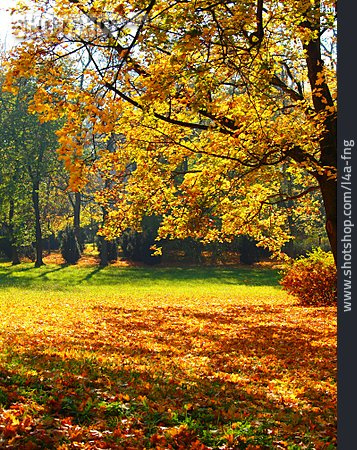
                Park, Herbstlich                   