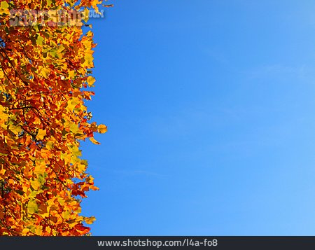 
                Herbstlaub, Herbstfärbung, Blattfärbung                   