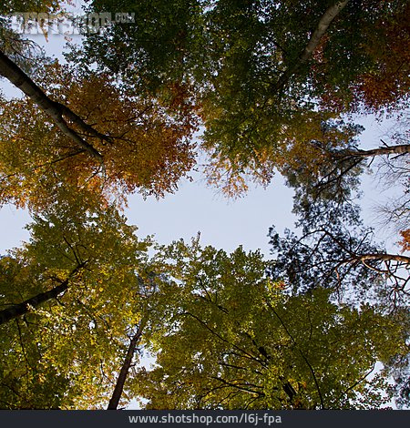 
                Wald, Herbstlich, Blätterdach                   