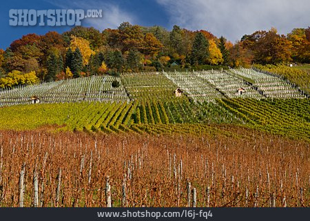 
                Herbstlich, Weinberg, Weinreben                   