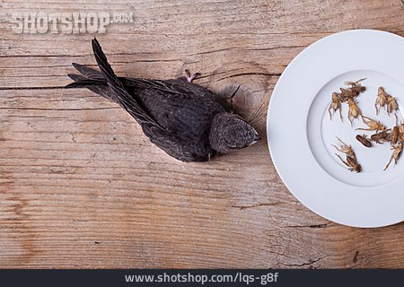 
                Vogel, Fütterung, Heimchen                   