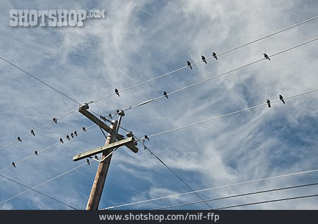 
                Vogel, Stromleitung                   