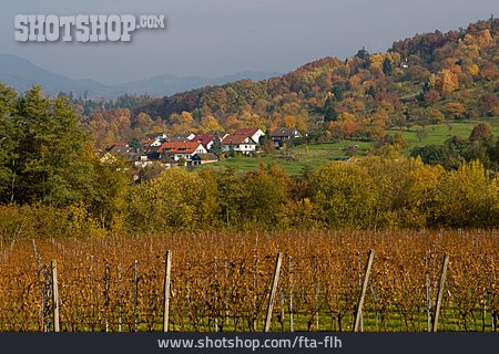 
                Herbstlich, Weinanbau                   