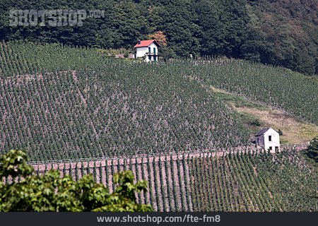 
                Weinberg, Hanglage, Weinbaugebiet                   
