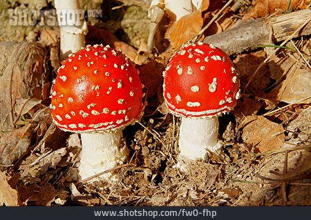 
                Fly Agaric, Toadstool                   