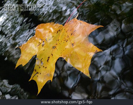 
                Herbstlaub, Wasseroberfläche, Ahornblatt                   