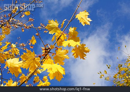 
                Herbstlich, Ahornblatt, Ahornzweig                   