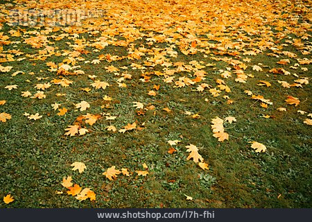 
                Herbst, Laub, Herbstlaub, Ahornblatt                   