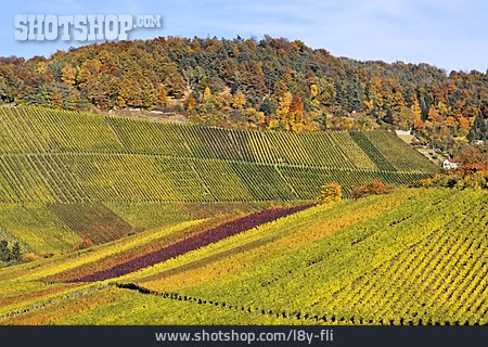 
                Baden-württemberg, Weinanbaugebiet, Kappelberg                   