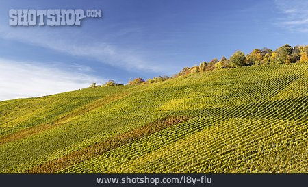 
                Weinberg, Weinanbaugebiet                   