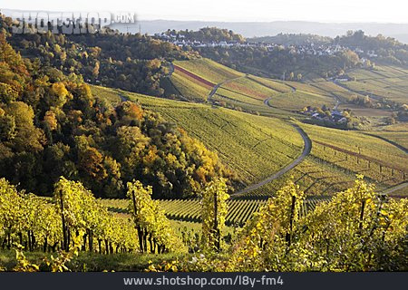 
                Weinberg, Baden-württemberg, Weinanbaugebiet                   