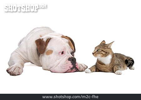 
                Katze, Tierfreundschaft, American Bulldog                   