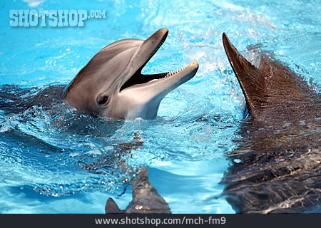 
                Aquatic Mammal, Dolphin                   