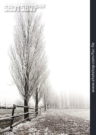 
                Winter, Nebel, Pappel                   