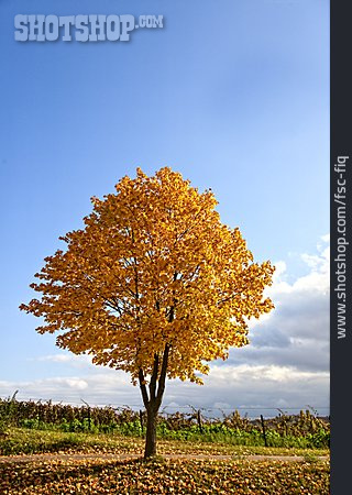 
                Baum, Herbst, Weinberg                   