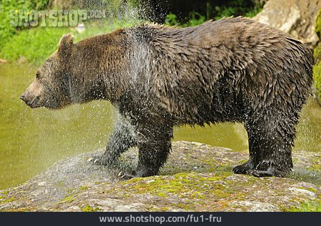 
                Shaking, Brown Bear, Water Splashes                   