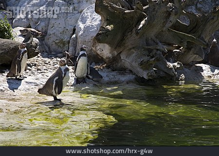 
                Pinguin                   