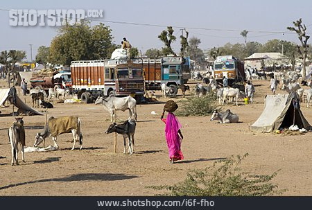 
                Kuh, Markt, Indien                   