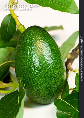 
                Avocado, Avocadoblatt                   