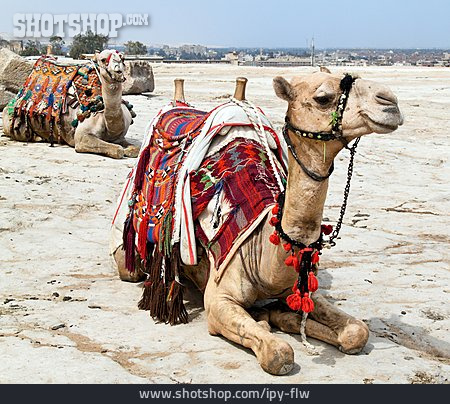 
                Tourismus, Kamel, Kamelreiten                   
