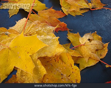 
                Vereist, Ahornblatt, Herbstblatt                   